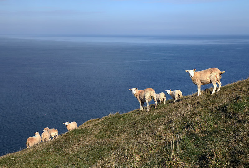 Sheep With A Head For Heights © Walter Baxter Geograph Britain And Ireland