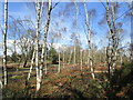 Birch woodland