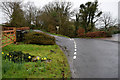 H4675 : Daffodils along Glenhordial Road by Kenneth  Allen