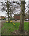 Neville Road daffodils