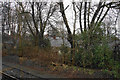 Rooftops through the trees