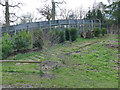 SJ8639 : Trentham Gardens: forest fence and lido steps by Stephen Craven