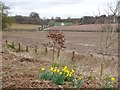 Railway Daffs View