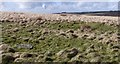 SS8243 : Kittuck Hill prehistoric stone row by Sandy Gerrard