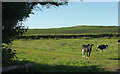 Cattle pasture near Woolstone Manor