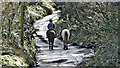 Horse riders on Clappers Lane