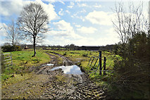 H5173 : Muddy entrance to field, Cloghfin by Kenneth  Allen