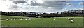 View towards Chanctonbury Ring - from Tottington Manor Farm Cottages