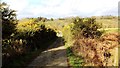 Gorse in March near Rout Farm looking north