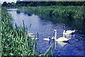 Swan family on the canal