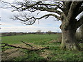 Tree in field corner