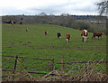 Cattle next to Franche Road