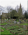 Willingham churchyard in mid March