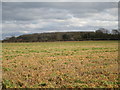 Woodland on the edge of Metheringham Barff