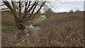 Thorpe-le-Soken: Lowest of the Thorpe Hall ponds