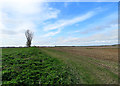 TL4247 : Big South Cambridgeshire fields by John Sutton
