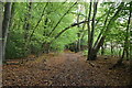 Footpath, Bois Wood