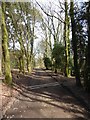 Drainage channel across a path in Weydown Woods