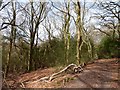 Path through Weydown Common