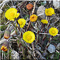 Coltsfoot (Tussilago farfara)