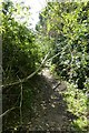 Tree across the path