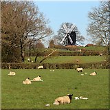 TQ8331 : Fields South of Rolvenden Windmill by Oast House Archive