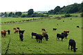 Cattle next to the A921 Aberdour Road