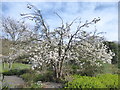 Blossom at Lesnes Abbey Gardens