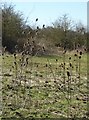 Teasels by woodland near Faversham