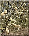 Pussy willow on the edge of a wood near Faversham