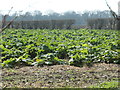SE3423 : Rhubarb field, north of Stanley Marsh by Christine Johnstone
