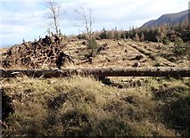 J3531 : Fallen trees on the summit of Curraghard by Eric Jones