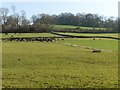 Pasture, beneath Great Pen