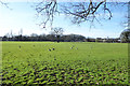 Field with geese, Thorpe