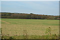 View to Etchden Wood