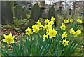 Daffodils in Sheffield General Cemetery