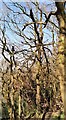 Hanging branch in Poynton Wood