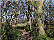 SO9095 : Woodland track in Park Coppice near Blakenhall, Wolverhampton by Roger  Kidd