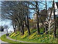 Daffodils beside Risca Road, Newport