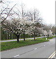 Early Spring blossom, Malpas Road, Newport