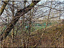 SO9095 : Undergrowth in Park Coppice near Goldthorn Hill, Wolverhampton by Roger  Kidd