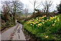 Daffodils at Wayford