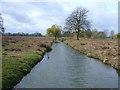 River in Bushy Park