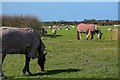 Berrow : Grassy Field & Horses