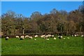 Clayhidon : Grassy Field & Sheep