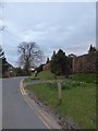 Daffodils in Three Gates Lane