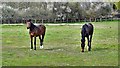 Horses on the north side of West End Lane