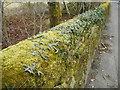 Moss and ivy-covered wall