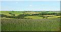 Countryside around Burcombe Stream valley