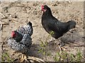 Chickens at Ham Farm